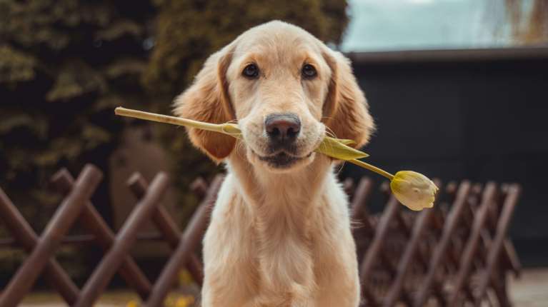 Ενα σπίτι γεμάτο λουλούδια και ζώα: Ποια είναι φιλικά για τα κατοικίδια μας - Ποια να έχετε αν υπάρχουν σκύλοι και γάτες