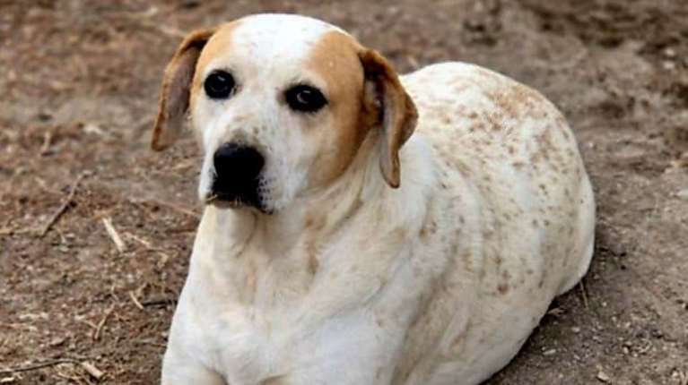 Είμαι η Μπανάνα, θα κάνουμε μια συμφωνία; Δεν ακούει πολύ καλά, πρέπει να μιλήσετε δυνατά