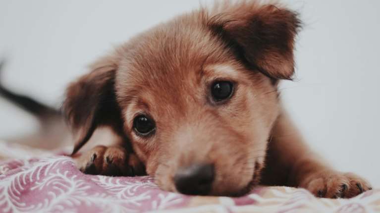 Ο σκύλος μου αλλάζει δόντια: Συμπτώματα και λύσεις για την ανακούφιση της ταλαιπωρίας