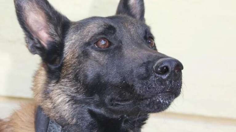 Anubis: Υπάρχουν ενδείξεις για το ποιος βρίσκεται πίσω από τη δηλητηρίαση του Echo - Δεχόμασταν επώνυμες απειλές