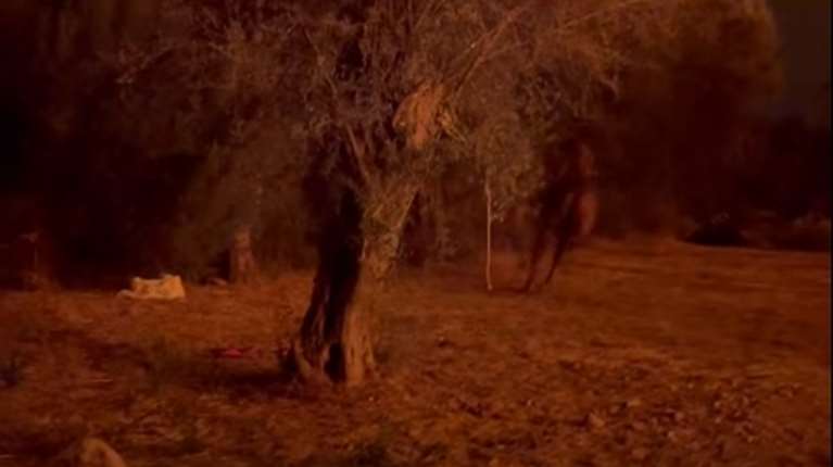 Φωτιά στη Χίο: Κινδύνευσαν άλογα στη Βολισσό - Συγκλονιστικά βίντεο από τη διάσωση