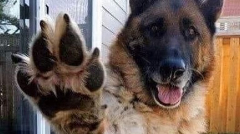 The gods of Olympus - German Shepherd - Dog story from Mythology