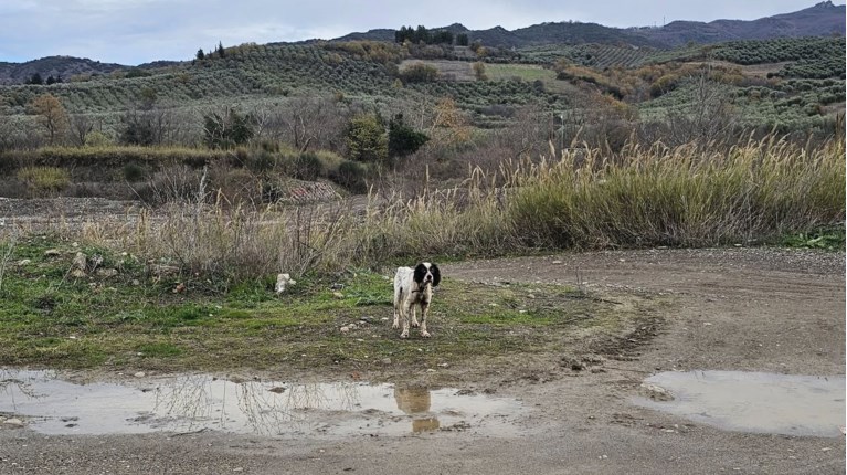 save a greek stray