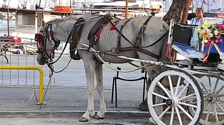 Ένα σημαντικό βήμα για την προστασία των ιπποειδών που κινούν άμαξες