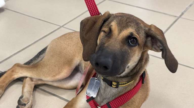 Τα αδέσποτα ως εύκολη λεία για κακοποιητές και δείκτης αύξησης της εγκληματικότητας