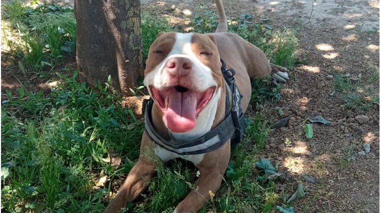πιτ μπουλ Γαλάτσι 2