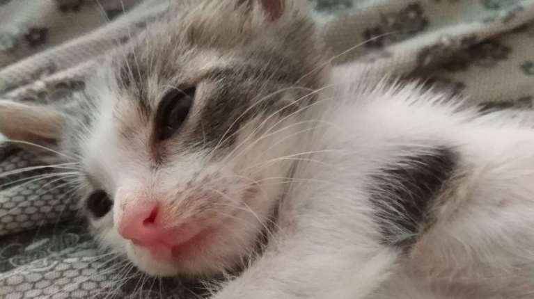 Αυτή η μπουκίτσα βρέθηκε εγκαταλελειμμένη σε ένα καρότσι σούπερ μάρκετ στο Χαλάνδρι