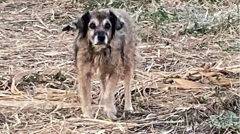 Γκούφι Ναύπακτος