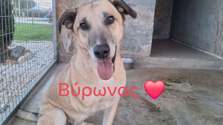 Ο έρωτας κρύβεται στο κλουβί ενός καταφυγίου, σε ένα χωράφι, στο δρόμο