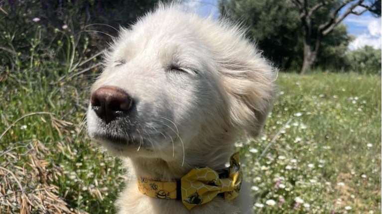 SUNNY