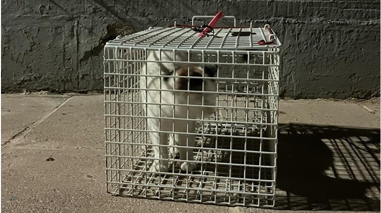 gata