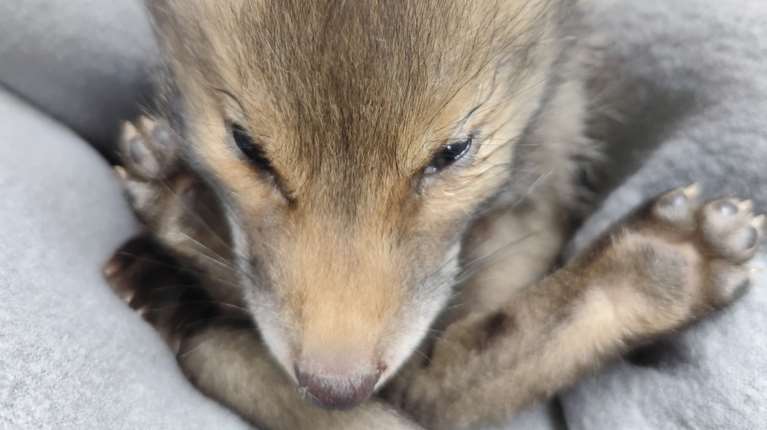 Αλεπουδάκι έπεσε από βράχο στην Αλεπότρυπα της Κυψέλης:  Δίνει μάχη για τη ζωή του