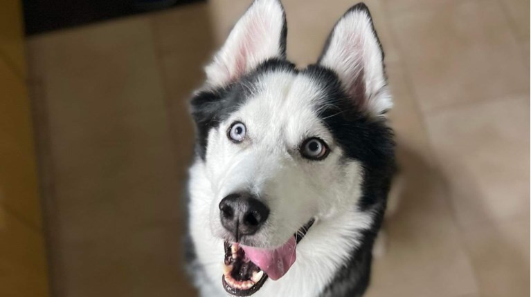 tzoni