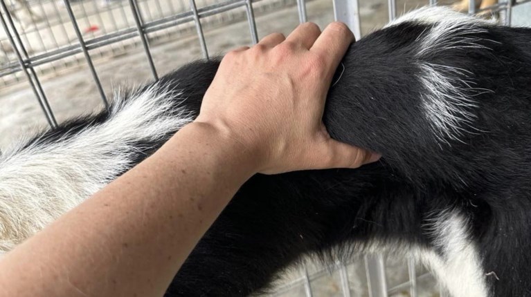 kosmo
