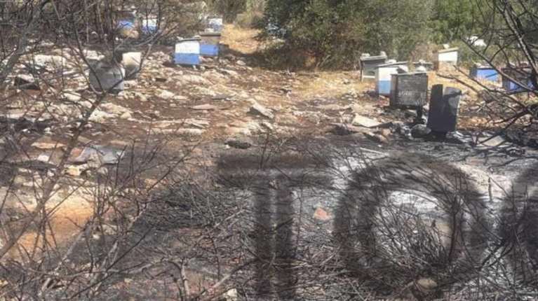 Πολυτεχνειούπολη: Φωτογραφία ντοκουμέντο - Από αδήλωτα μελίσσια ξεκίνησε η φωτιά - Πρόστιμο και στον πρύτανη του ΕΚΠΑ