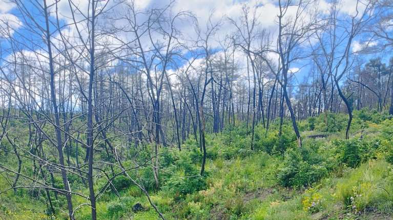 Η Δαδιά αναγεννάται από τις στάχτες της:  Οάσεις βιοποικιλότητας τα άκαυτα σημεία - Το χρονικό της καταστροφής