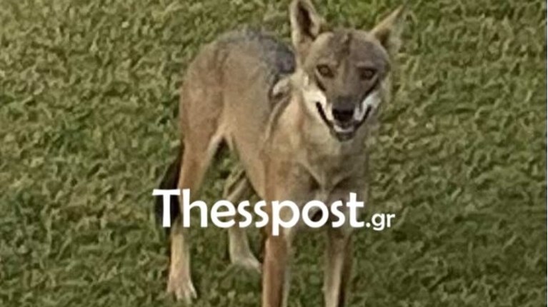 ΛΥΚΟΣ ΧΑΛΚΙΔΙΚΗ