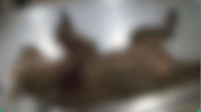 Αποτρόπαιο έγκλημα στην Καστοριά: Νεκρό αρκουδάκι από πυροβόλο όπλο - Δέχθηκε ευθεία βολή από πολύ κοντινή απόσταση