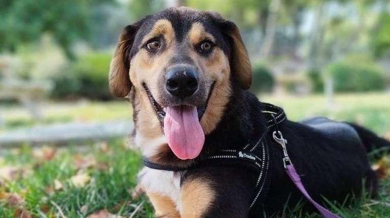 Ο Μπάτον, όταν ήταν μωρό, έμοιαζε γέρος, με ένα πρόσωπο που έδειχνε συνέχεια κουρασμένο…