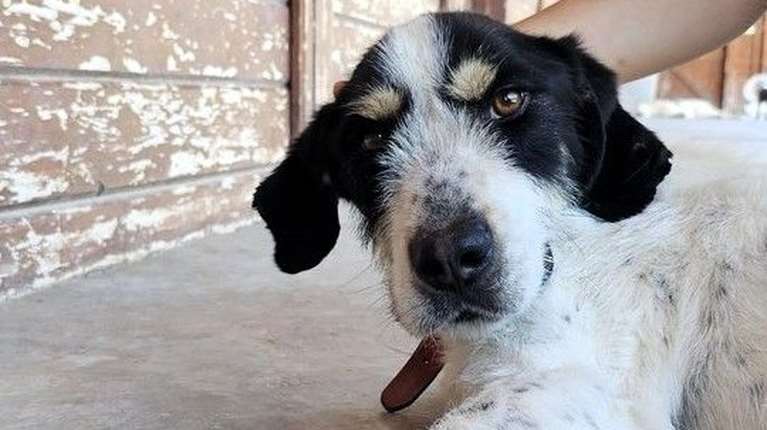 Ο Κόζμο θα σου θυμίζει, απλά και ξεκάθαρα, γιατί αξίζει να μοιράζεσαι τη ζωή με έναν σκύλο