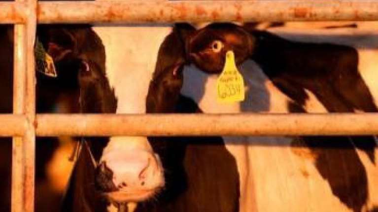 Ανοιχτή εκδήλωση για τη μεταφορά ζώντων ζώων και την ευρωπαϊκή νομοθεσία