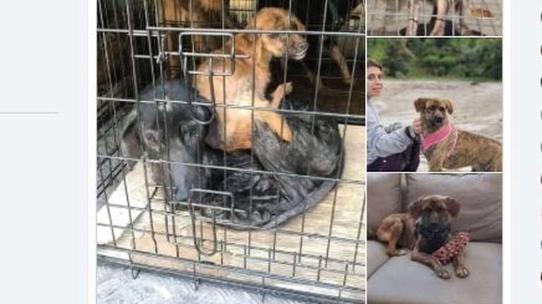 Την κοιτάζουν σήμερα και είναι λες και εκείνο το καχεκτικό πλάσμα από το δημοτικό κυνοκομείο Σπάρτης να ήταν κάποιο άλλο σκυλί