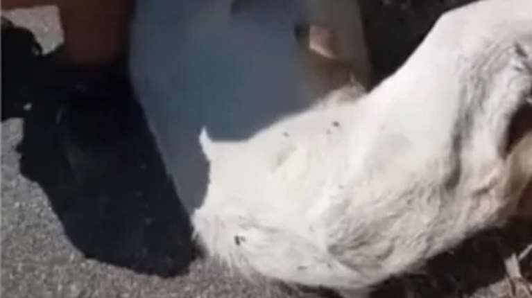 Φρίκη : Πέταξαν ζωντανή και ακρωτηριασμένη κατσίκα στον Αλφειό - Σκληρό βίντεο