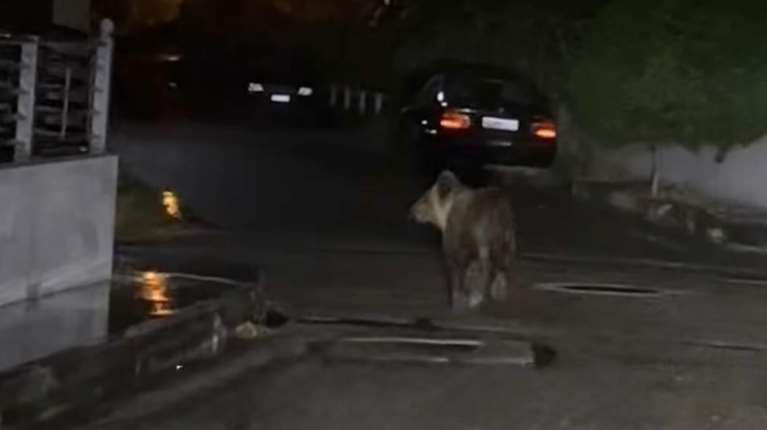 Τρίκαλα: Αρκούδα έκανε βόλτες μέσα στην πόλη αναστατώνοντας τους κατοίκους [εικόνες]