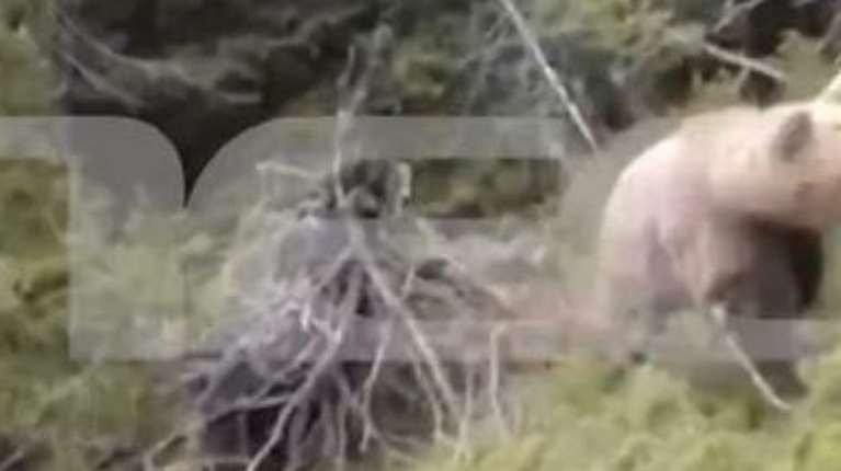 Βίντεο ντοκουμέντo:  Οι τελευταίες δραματικές στιγμές του ορειβάτη που του επιτέθηκε αρκούδα σε δάσος της Δράμας