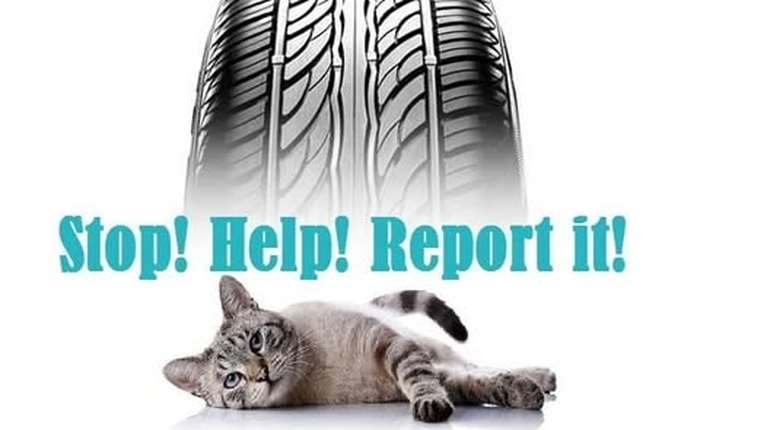 Τι ισχύει αν χτυπήσεις ζώο με το αυτοκίνητο: Είναι η ζωή του… &quot;λιγότερο σημαντική&quot; και το εγκαταλείπεις;