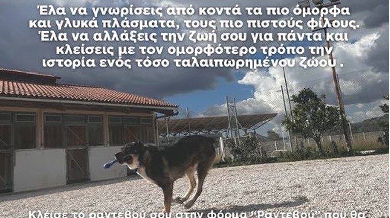 δογσ ωοιψε