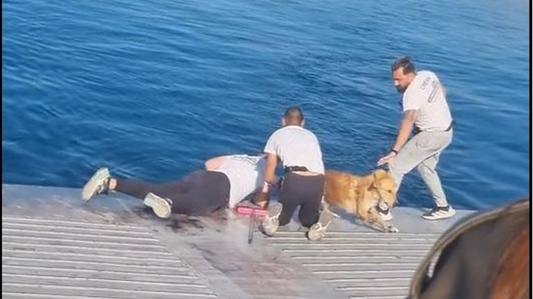 Σκύλος