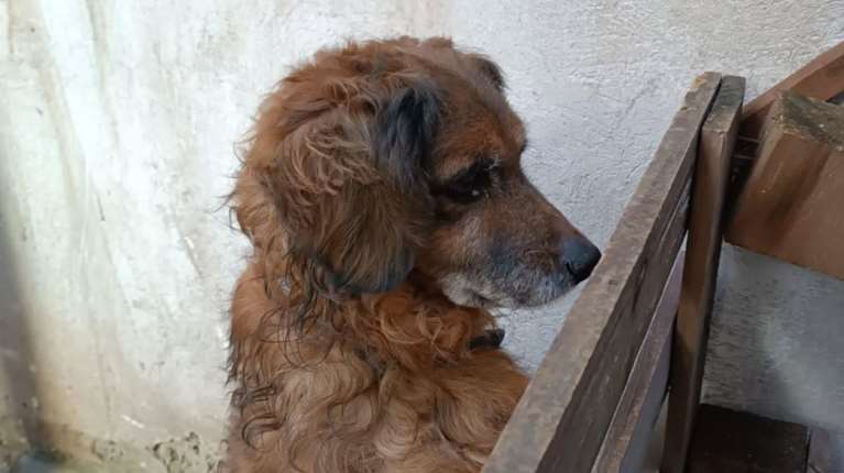 Ο σκυλάκος αφαιρέθηκε μετά από καταγγελία για παραμέληση -  Βρίσκεται σε φωταγωγό