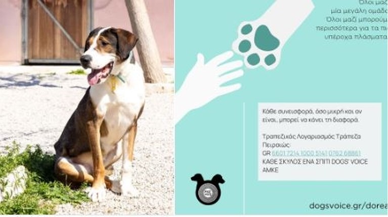 dog's voice
