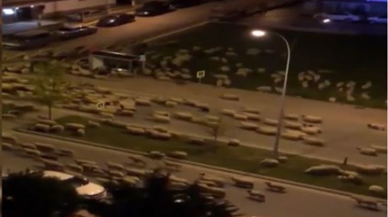 Πρόβατα_Τουρκία