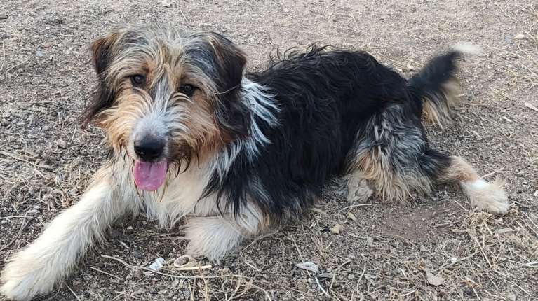 Το διανοήστε; Αυτόν τον τερριεδάκο τον παράτησαν στον δρόμο - Τον είδαν τα &quot;Φαντάσματα&quot; να ζει &quot;μπερδεμένος&quot; σε χωράφι