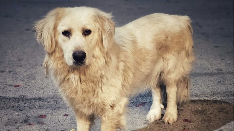 save a greek stray