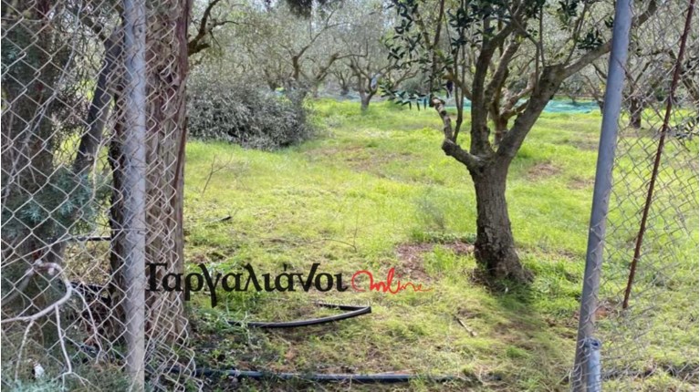 Ελιές Γαργαλιάνοι