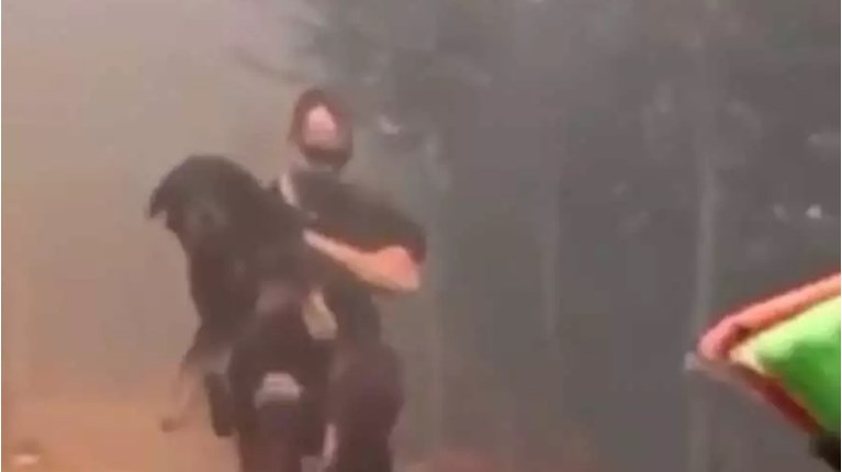 Διάσωση σκύλου