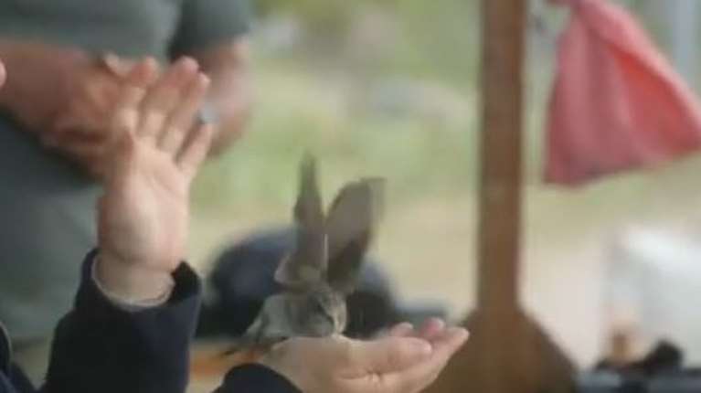 Τα Αντικύθηρα σταθμός ζωής για τα μεταναστευτικά πουλιά