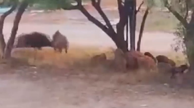 Αγριογούρουνα