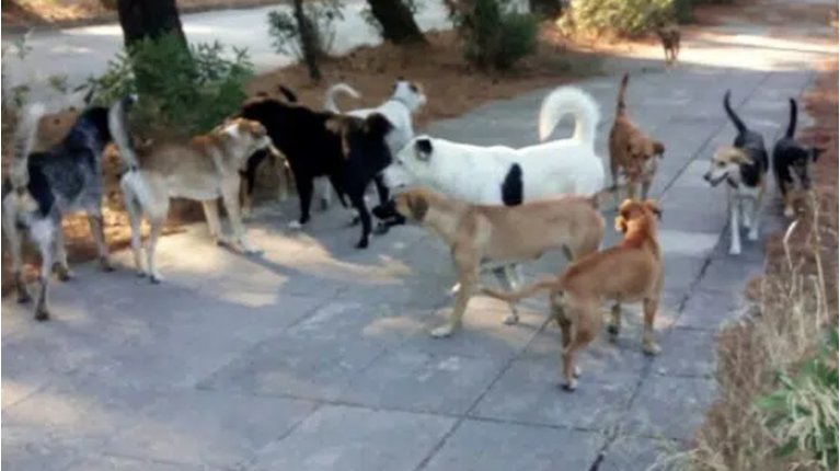 Αδέσποτα