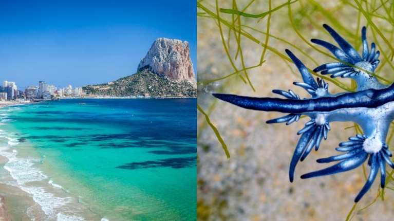 Συναγερμός στην Ισπανία: Κλείνουν 11 χιλιόμετρα δημοφιλούς παραλίας λόγω εισβολής &quot;μπλε δράκων&quot;