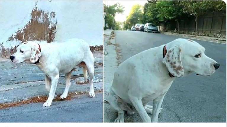 μπρουνο