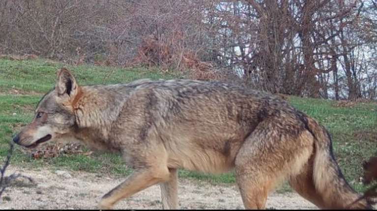 Το πρώτο υβρίδιο λύκου-σκύλου επιβεβαιώθηκε στην Ελλάδα