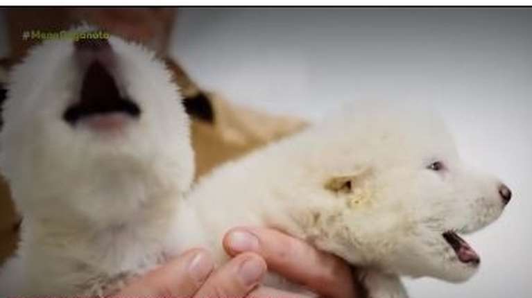 Επιστήμονες λένε πως αναβίωσαν τους ανταρόλυκους - Eχουν εξαφανιστεί εδώ και 10.000 χρόνια - Γεννήθηκαν 3 μικρά λυκάκια