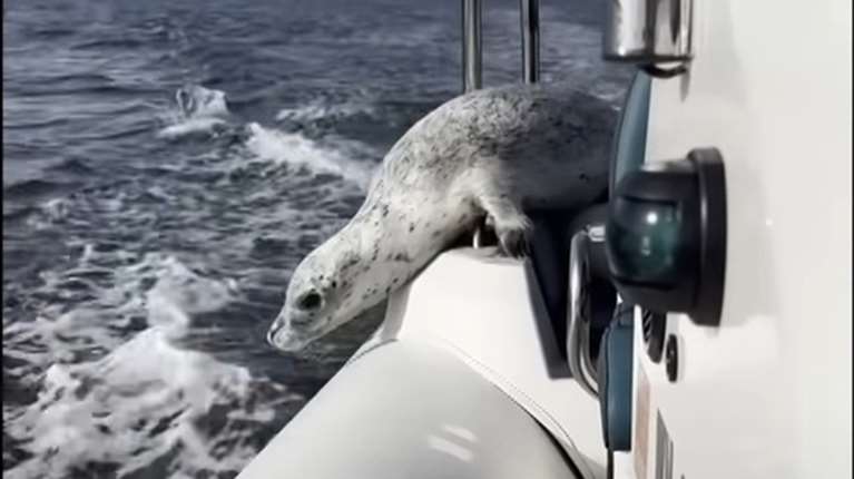 Σώθηκε από θαύμα: Φώκια γλιτώνει από φάλαινες πηδώντας στη βάρκα φωτογράφου [βίντεο]