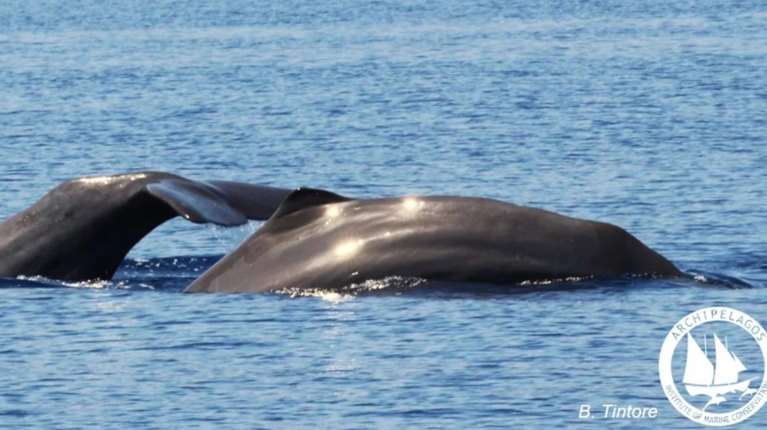 Εντυπωσιακό: Δύο φάλαινες φυσητήρες έκαναν την εμφάνισή τους στην Ικαρία [βίντεο]