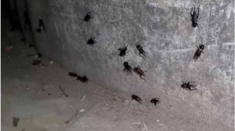 ΤΡΙΖΟΝΙΑ ΤΡΙΚΑΛΑ