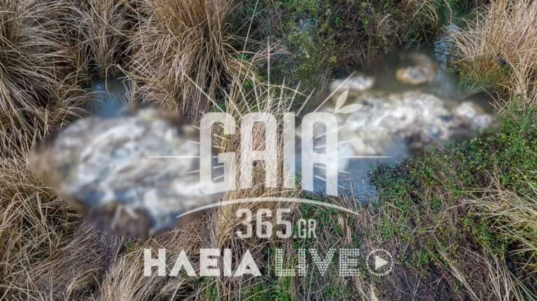 Ηλεία: Δεκάδες νεκρά πρόβατα εντοπίστηκαν στον Αλφειό ποταμό – Εισαγγελική παρέμβαση